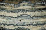 Mammoth Molar Slice With Case - South Carolina #349985-2